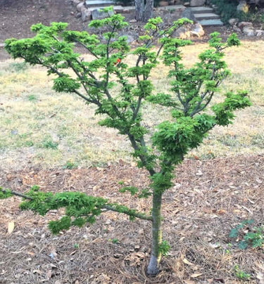 Acer palmatum 'O jishi' - mapleridgenursery